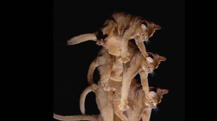Падающие кошки и фундаментальная физика