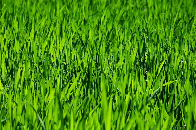 Гудбай, газоны: почему учёные убеждают австралийцев отказаться от холёных лужаек перед домом
