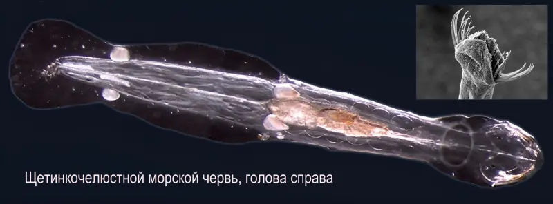 Полмиллиарда лет назад в водах Гренландии хозяйничали хищные черви