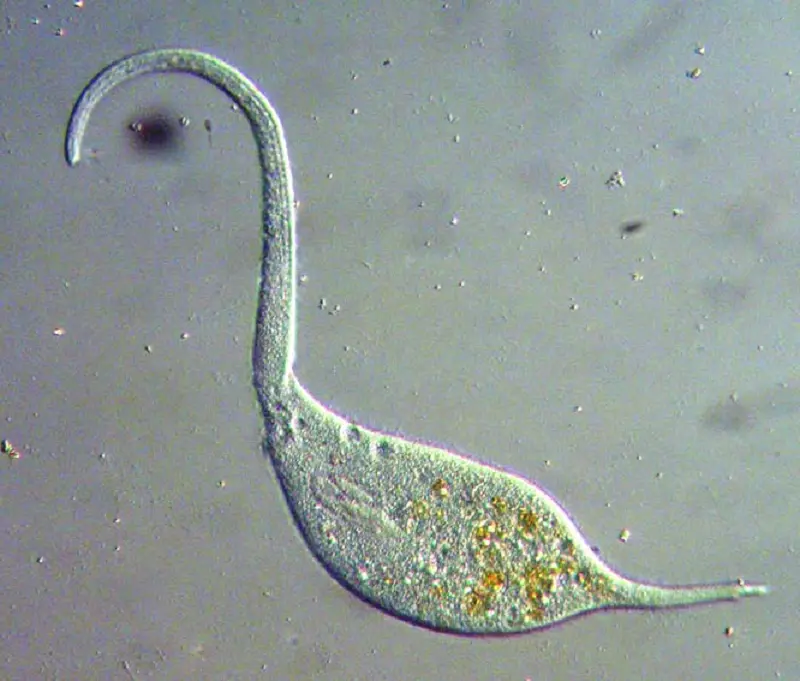 Микроб за считаные секунды вытягивает «шею» в 30 раз длиннее тела