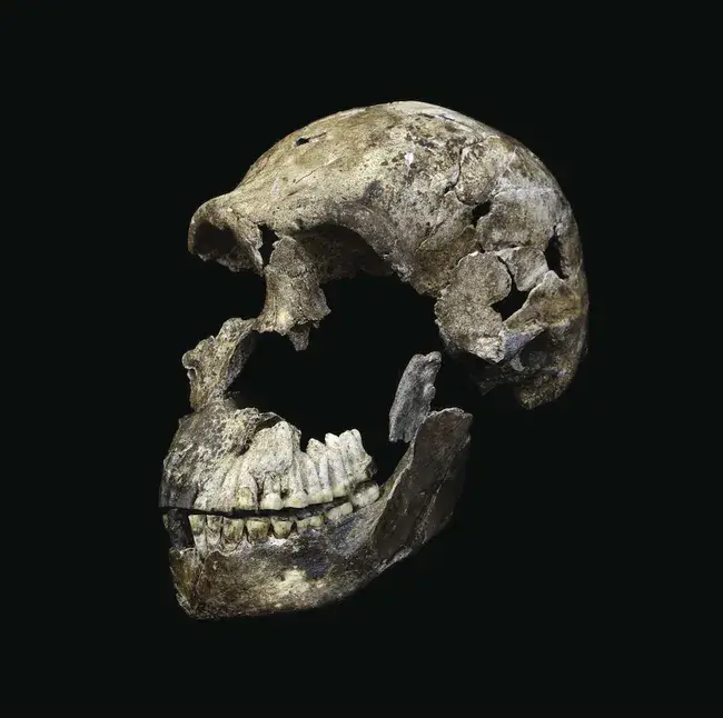 На 100 000 лет раньше людей: ученые рассказали, кто устроил первые похороны на планете