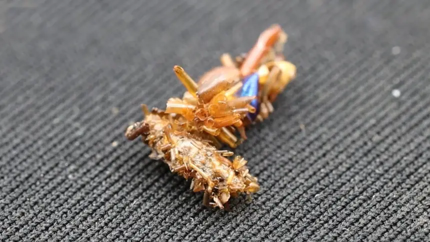 Плотоядная гусеница наряжается в останки чужих жертв