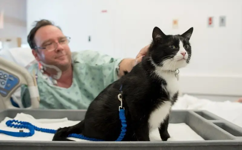 Почему кошки-терапевты могут быть лучше собак?